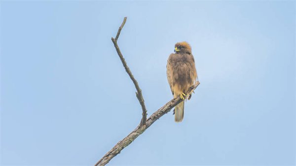 钱程策略 湖南首次记录到靴隼雕并获得清晰影像